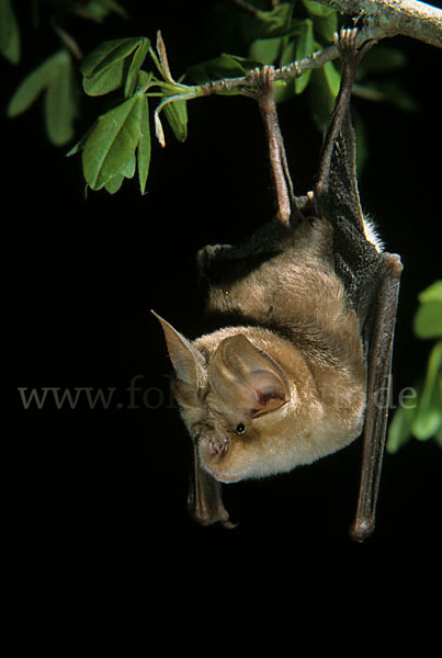 Mehely-Hufeisennase (Rhinolophus mehelyi)