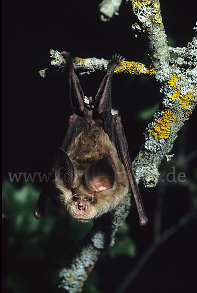 Mehely-Hufeisennase (Rhinolophus mehelyi)