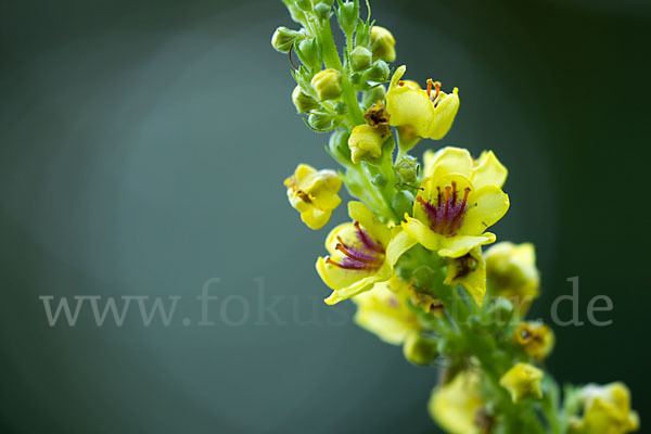 Mehlige Königskerze (Verbascum lychnitis)