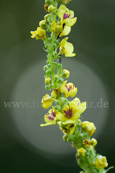 Mehlige Königskerze (Verbascum lychnitis)