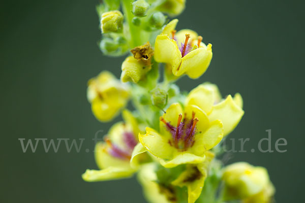 Mehlige Königskerze (Verbascum lychnitis)