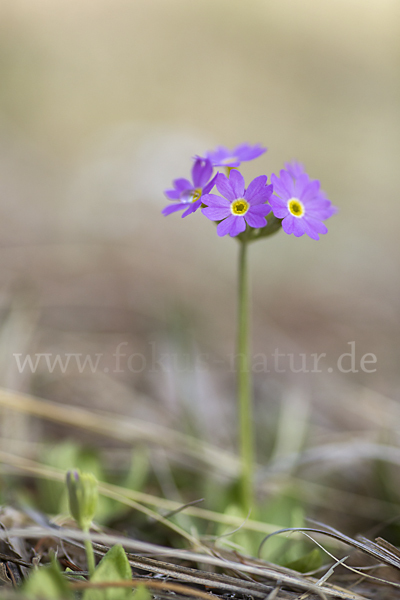 Mehlige Schlüsselblume (Primula farinosa)