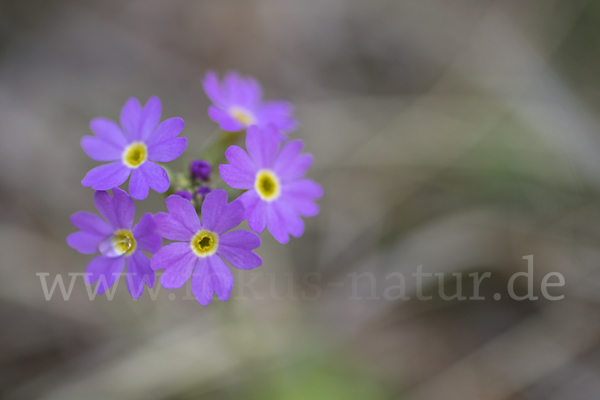 Mehlige Schlüsselblume (Primula farinosa)