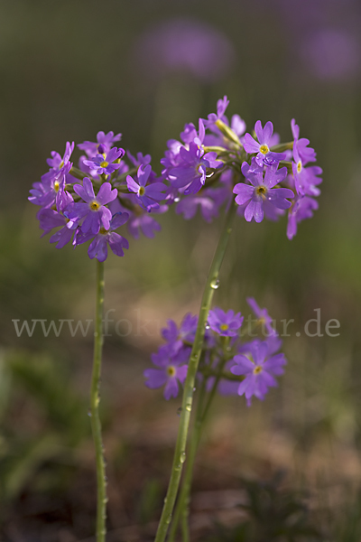 Mehlige Schlüsselblume (Primula farinosa)