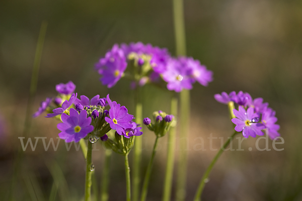 Mehlige Schlüsselblume (Primula farinosa)