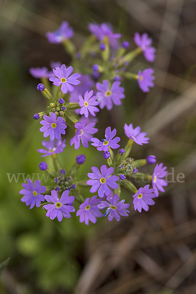 Mehlige Schlüsselblume (Primula farinosa)