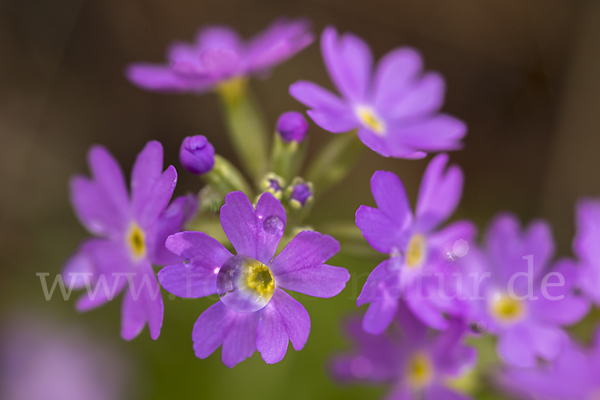 Mehlige Schlüsselblume (Primula farinosa)