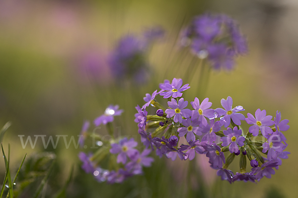 Mehlige Schlüsselblume (Primula farinosa)