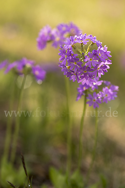 Mehlige Schlüsselblume (Primula farinosa)