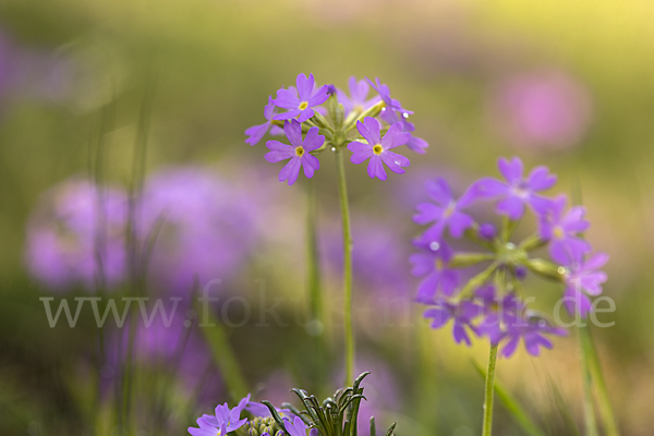 Mehlige Schlüsselblume (Primula farinosa)