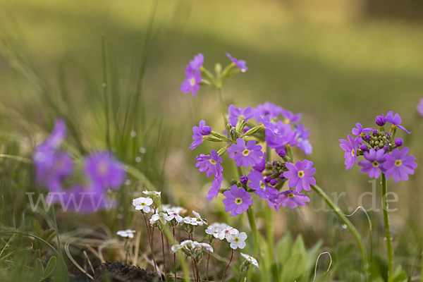 Mehlige Schlüsselblume (Primula farinosa)