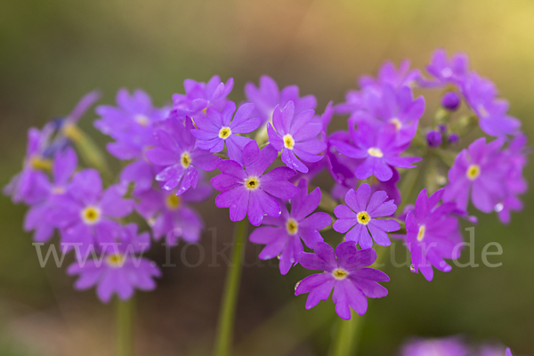 Mehlige Schlüsselblume (Primula farinosa)