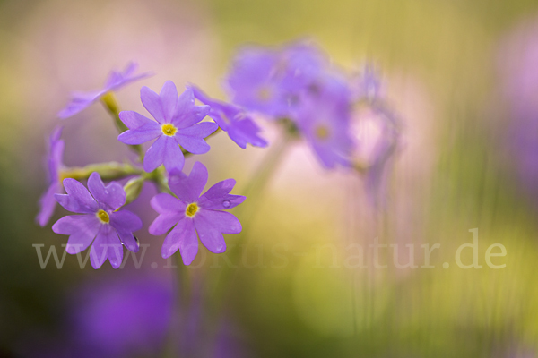 Mehlige Schlüsselblume (Primula farinosa)