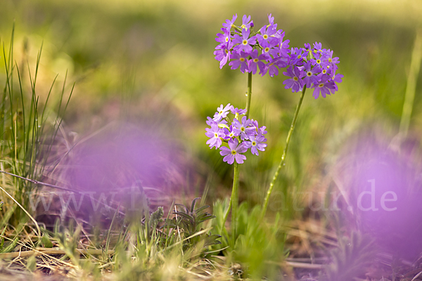 Mehlige Schlüsselblume (Primula farinosa)