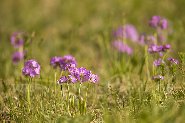 Mehlige Schlüsselblume (Primula farinosa)