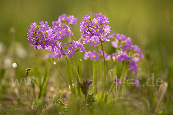 Mehlige Schlüsselblume (Primula farinosa)