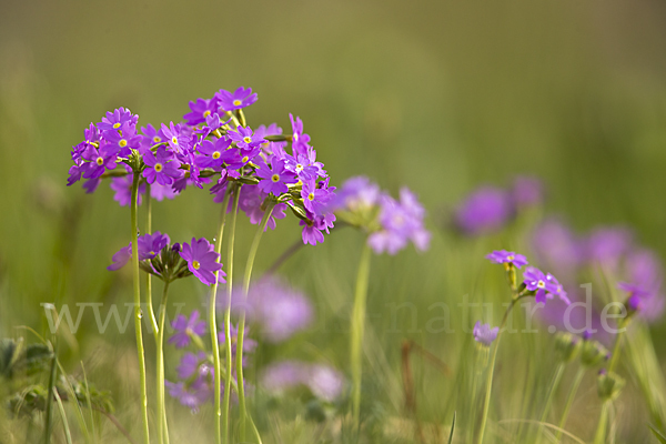 Mehlige Schlüsselblume (Primula farinosa)