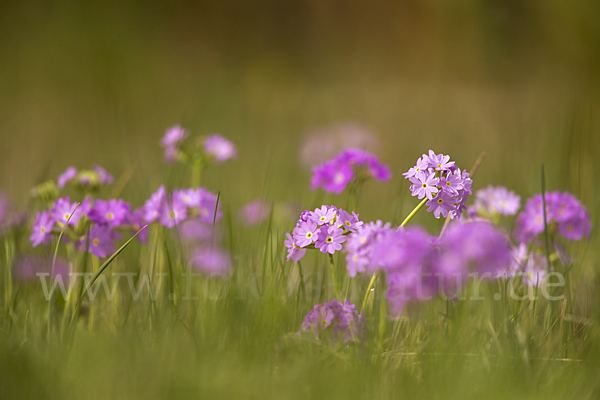 Mehlige Schlüsselblume (Primula farinosa)