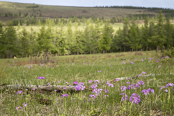 Mehlige Schlüsselblume (Primula farinosa)