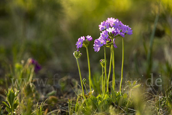 Mehlige Schlüsselblume (Primula farinosa)