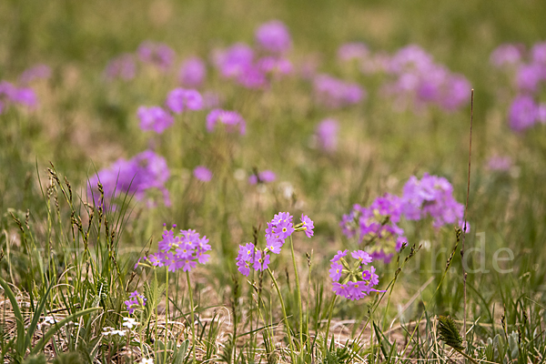 Mehlige Schlüsselblume (Primula farinosa)