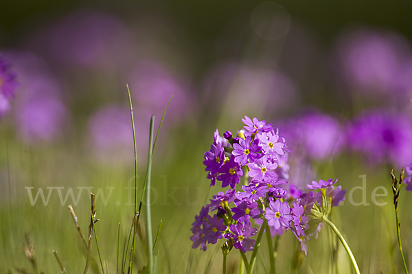 Mehlige Schlüsselblume (Primula farinosa)