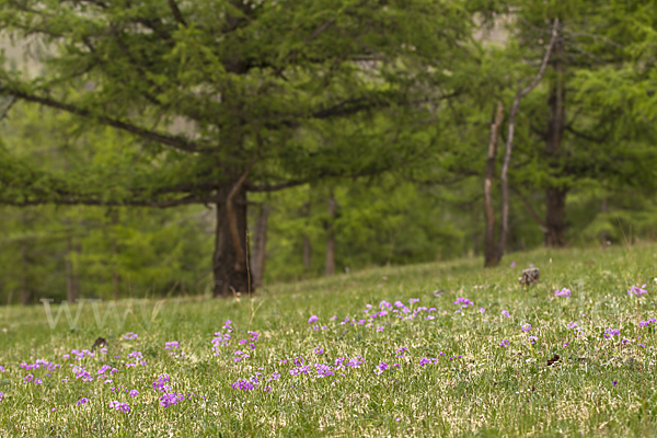 Mehlige Schlüsselblume (Primula farinosa)