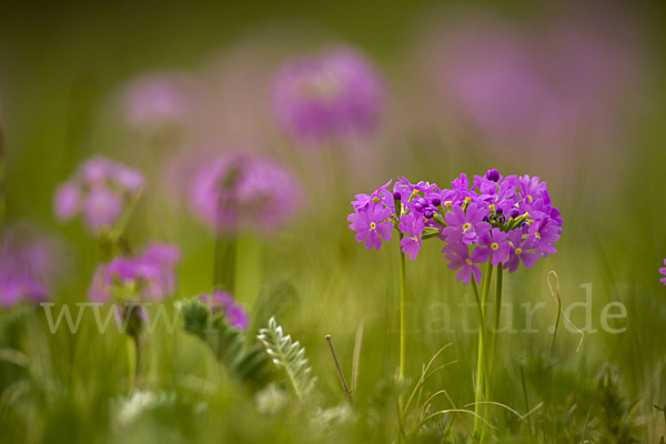 Mehlige Schlüsselblume (Primula farinosa)