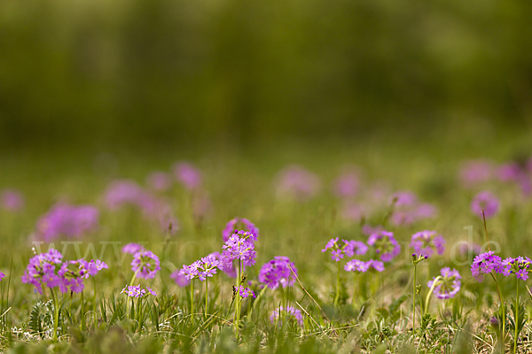 Mehlige Schlüsselblume (Primula farinosa)