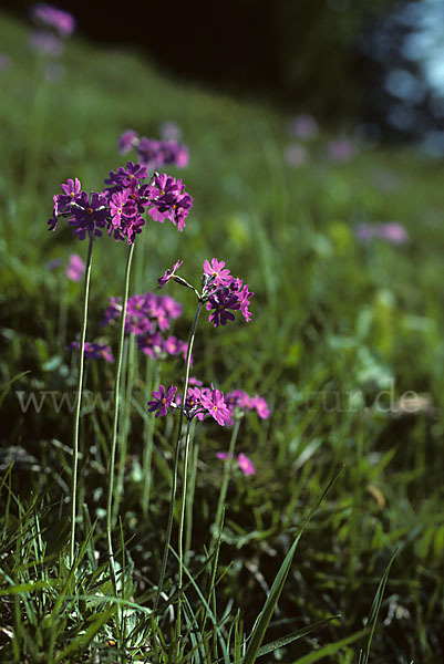 Mehlige Schlüsselblume (Primula farinosa)