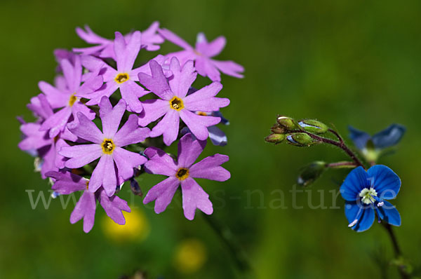 Mehlige Schlüsselblume (Primula farinosa)