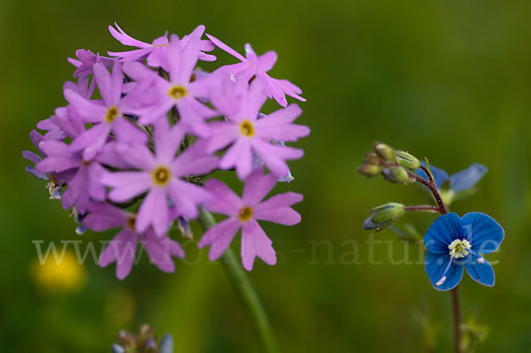 Mehlige Schlüsselblume (Primula farinosa)