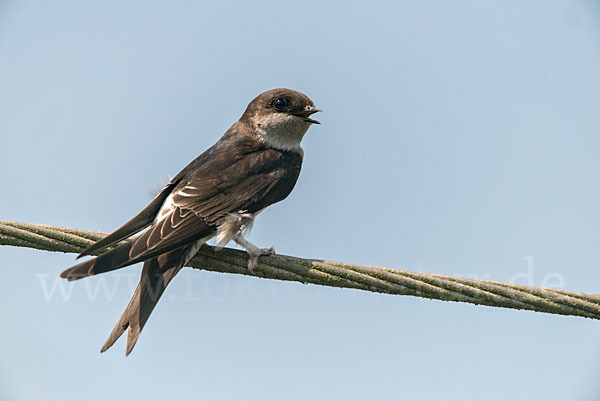 Mehlschwalbe (Delichon urbica)