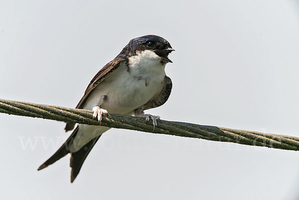 Mehlschwalbe (Delichon urbica)