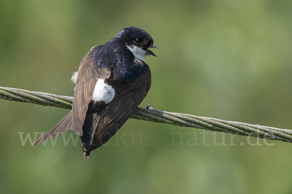 Mehlschwalbe (Delichon urbica)