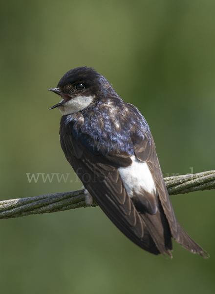 Mehlschwalbe (Delichon urbica)