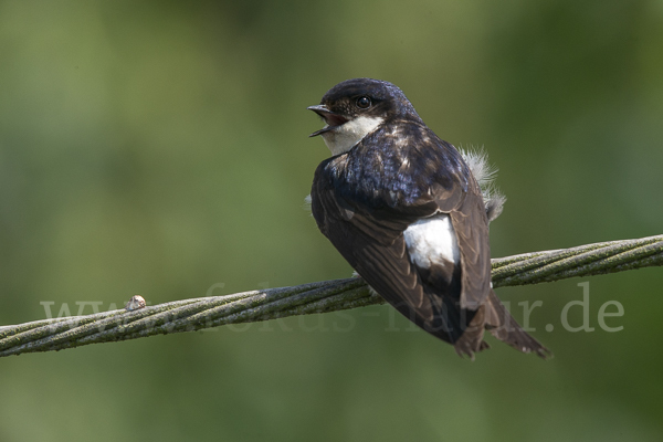 Mehlschwalbe (Delichon urbica)