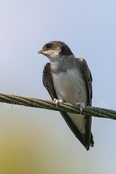 Mehlschwalbe (Delichon urbica)