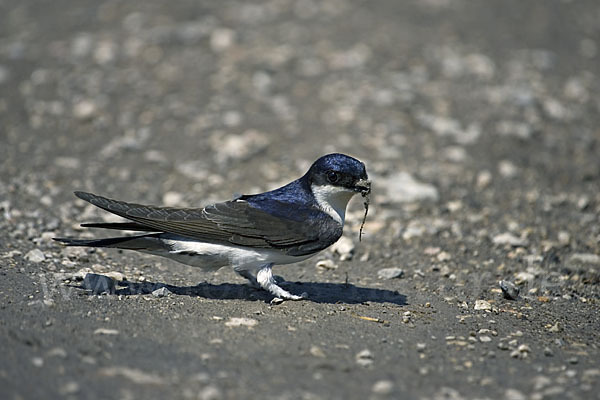 Mehlschwalbe (Delichon urbica)