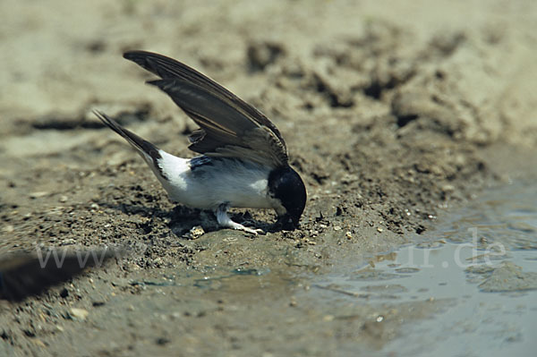 Mehlschwalbe (Delichon urbica)