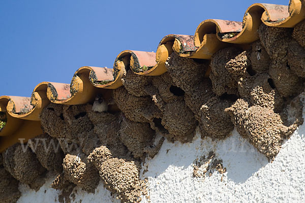 Mehlschwalbe (Delichon urbica)