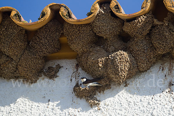 Mehlschwalbe (Delichon urbica)