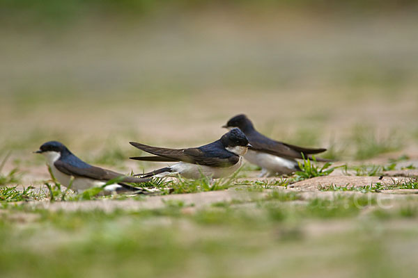 Mehlschwalbe (Delichon urbica)