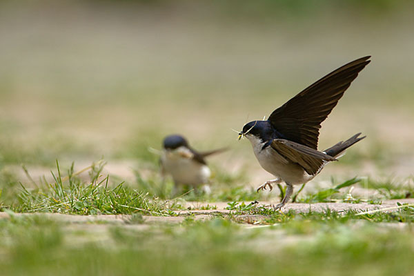 Mehlschwalbe (Delichon urbica)