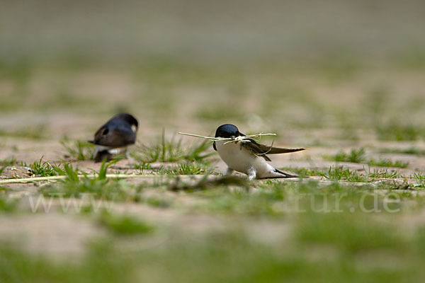 Mehlschwalbe (Delichon urbica)