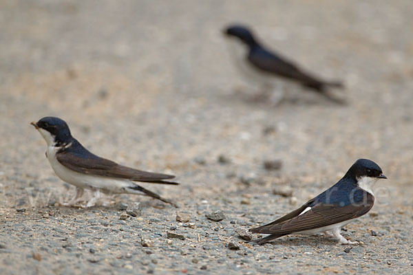 Mehlschwalbe (Delichon urbica)