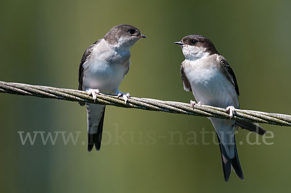 Mehlschwalbe (Delichon urbica)