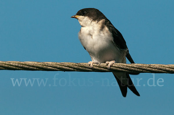 Mehlschwalbe (Delichon urbica)