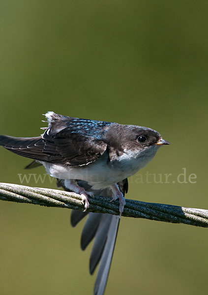 Mehlschwalbe (Delichon urbica)