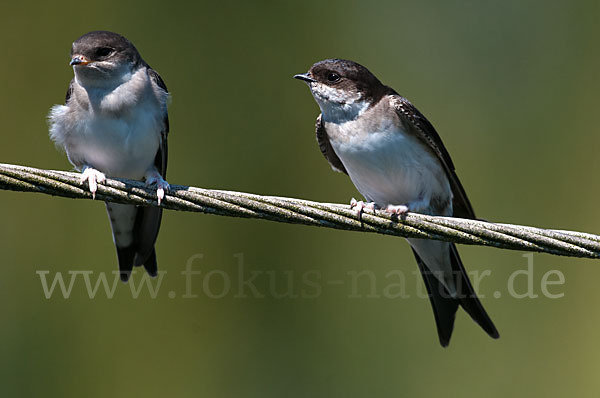 Mehlschwalbe (Delichon urbica)